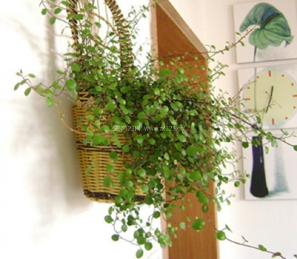 室內裝飾植物