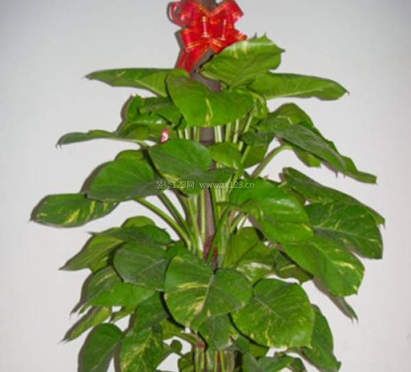 室內裝飾植物 室內裝飾植物