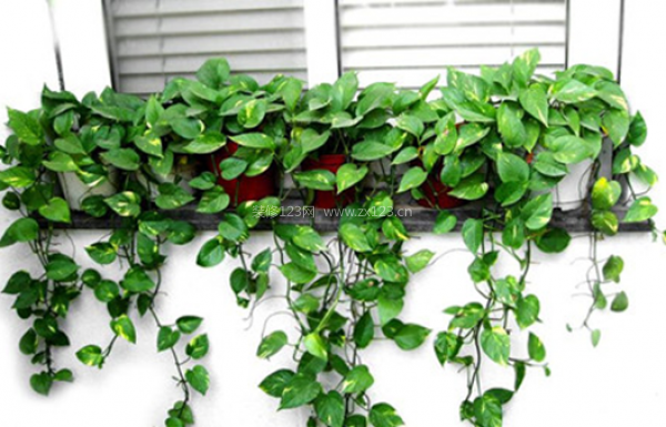 室內裝飾植物 室內裝飾植物