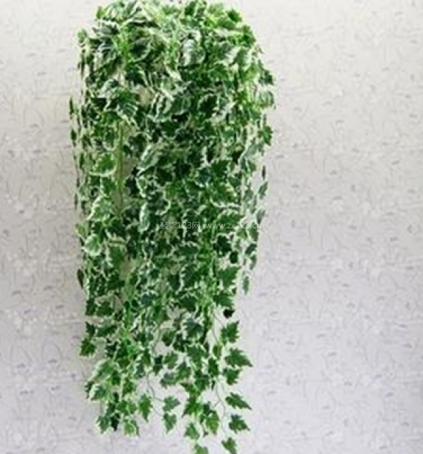 室內裝飾植物