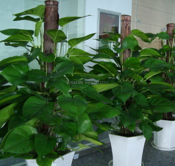 室內(nèi)裝飾植物