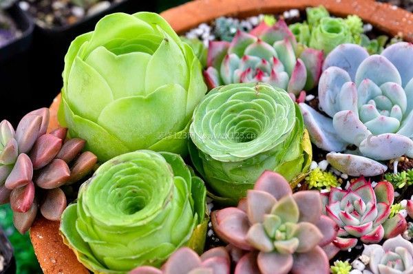 室內裝飾植物