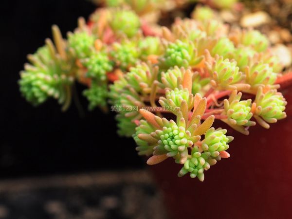 室內裝飾植物
