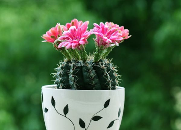 室內(nèi)裝飾植物 室內(nèi)裝飾植物