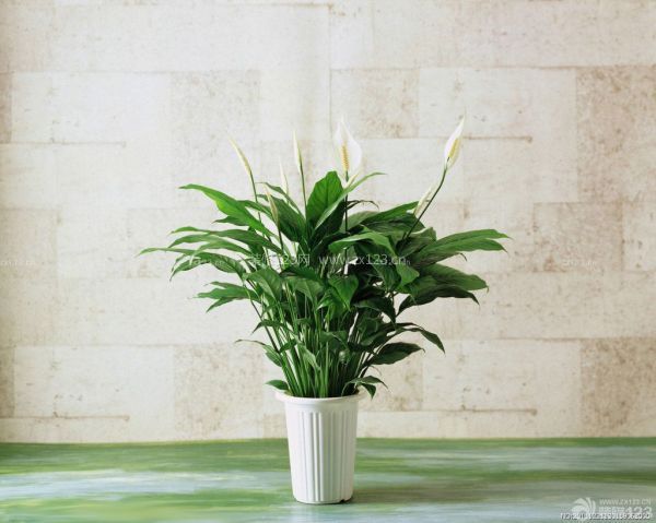 室內(nèi)植物