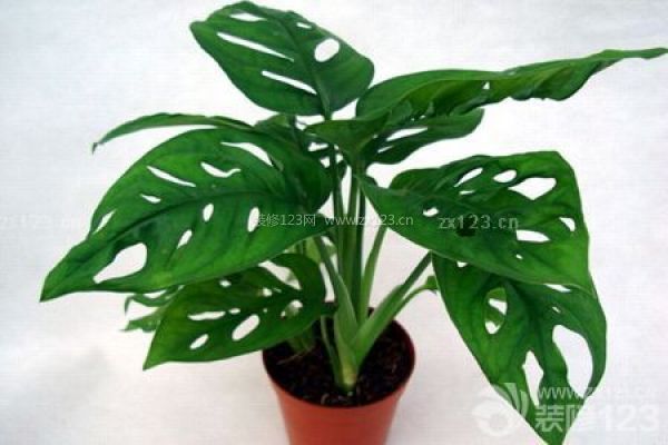 室內(nèi)植物