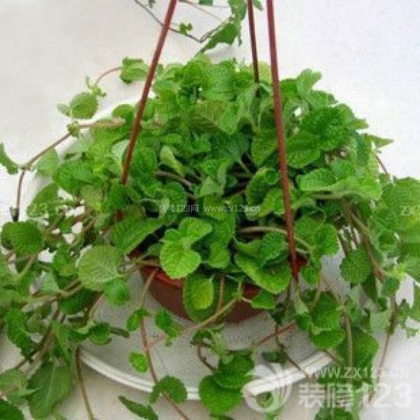 室內(nèi)植物