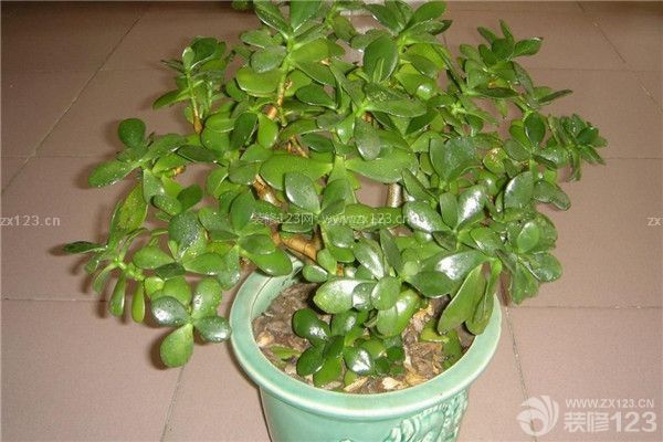 植物除味